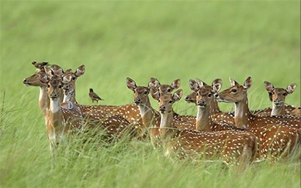 Loài hươu đốm đã xâm lăng Hawaii như thế nào? ảnh 4