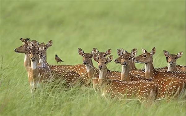 Loài hươu đốm đã xâm lăng Hawaii như thế nào? ảnh 4