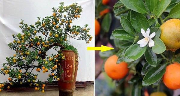 Chuyên gia phong thủy hướng dẫn chọn quất bền đẹp, đủ Tứ Quý Chuyen gia phong thuy huong dan chon quat ben dep, du Tu Quy