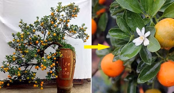 Chuyen gia phong thuy huong dan chon quat ben dep, du Tu Quy