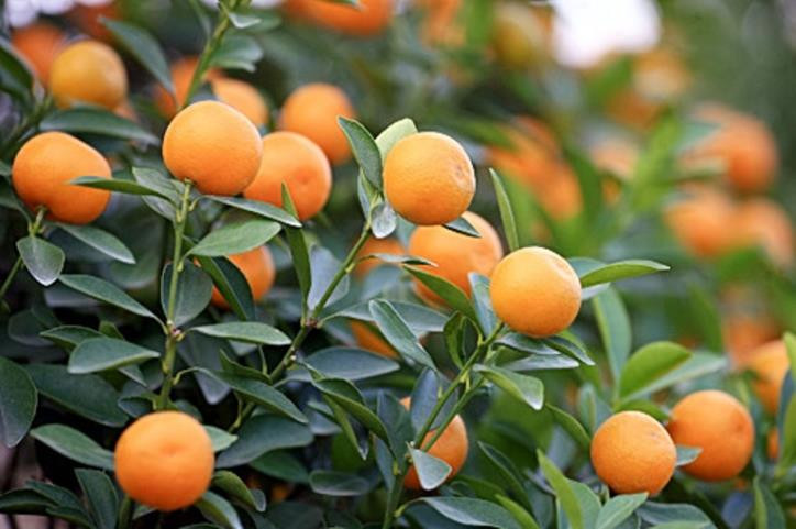 Chuyên gia phong thủy hướng dẫn chọn quất bền đẹp, đủ Tứ Quý - Hình 2 Chuyen gia phong thuy huong dan chon quat ben dep, du Tu Quy-Hinh-2