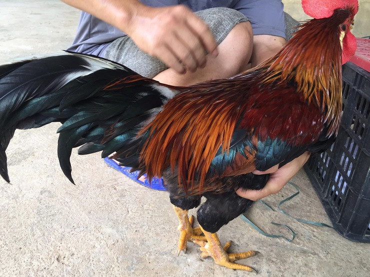 Nhà giàu lùng mua loại gà trong truyền thuyết để biếu Tết ảnh 1