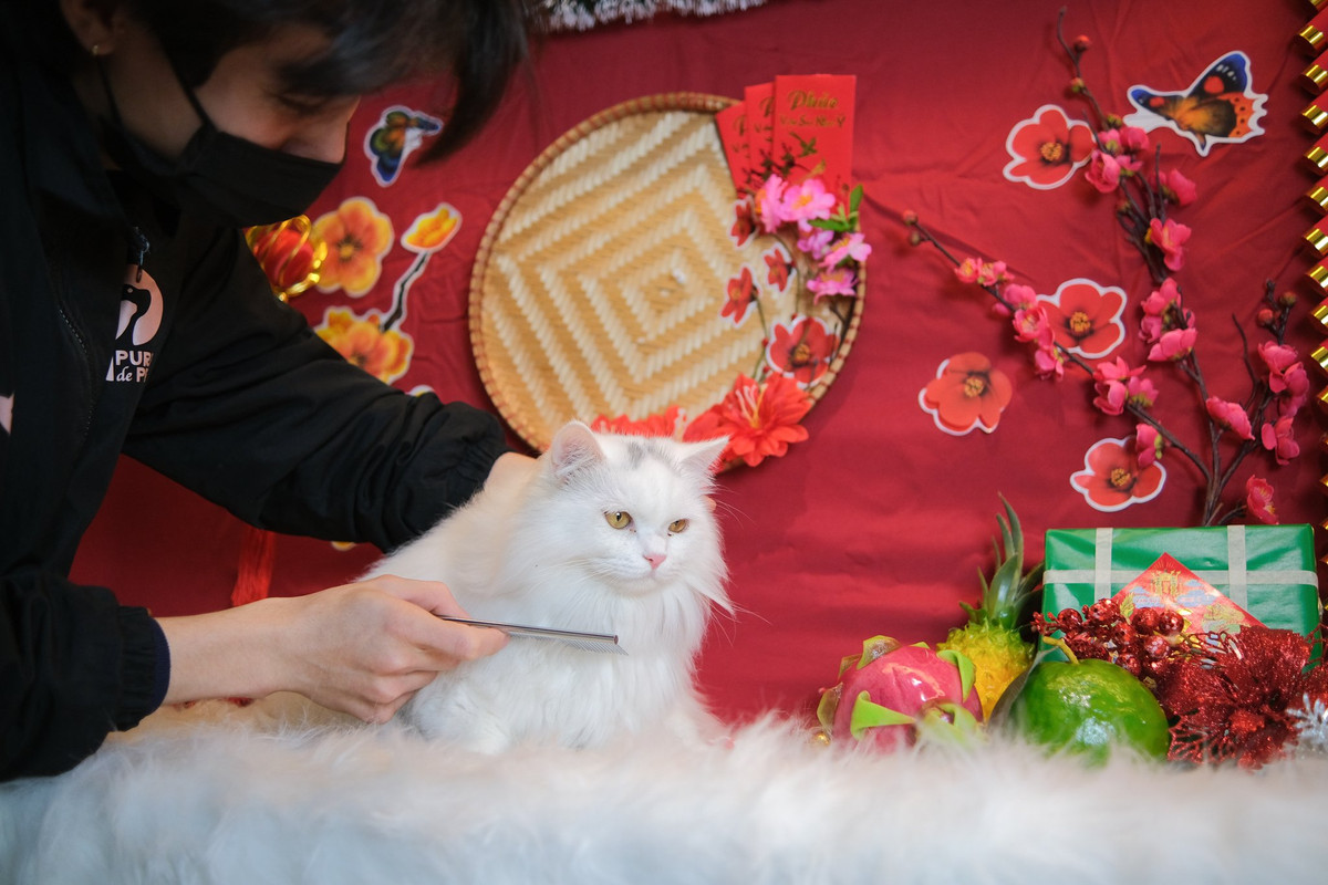 Chi bon tien cho thu cung di spa truoc Tet-Hinh-8