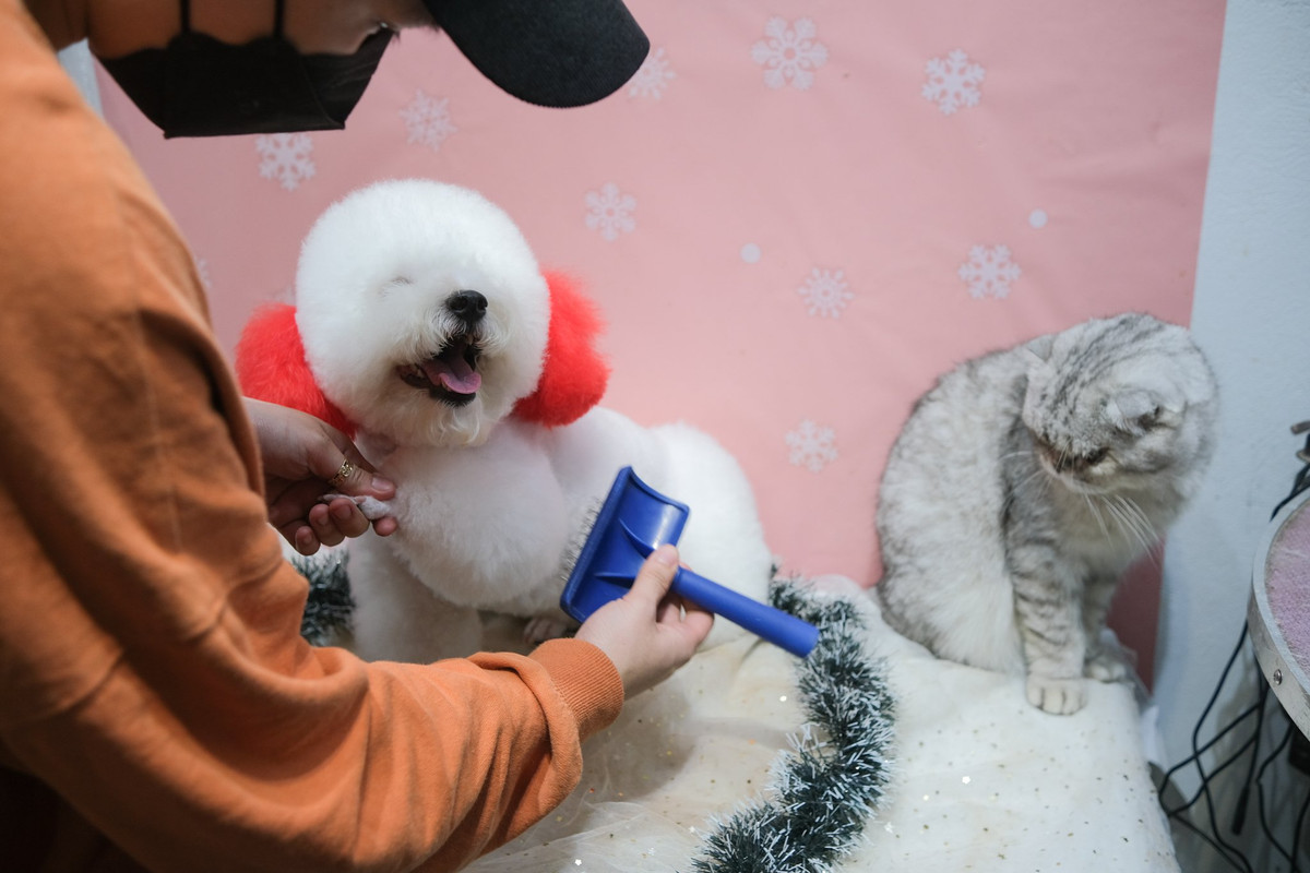 Chi bon tien cho thu cung di spa truoc Tet-Hinh-5