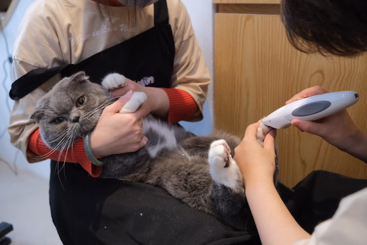 Chi bon tien cho thu cung di spa truoc Tet-Hinh-11