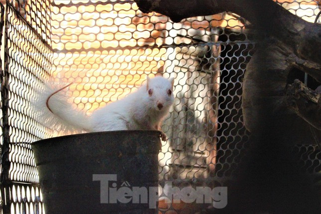 Do xo xem soc trang nhu tuyet, mat do cuc hiem-Hinh-3