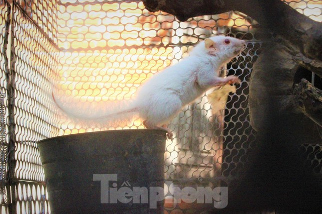 Do xo xem soc trang nhu tuyet, mat do cuc hiem-Hinh-5