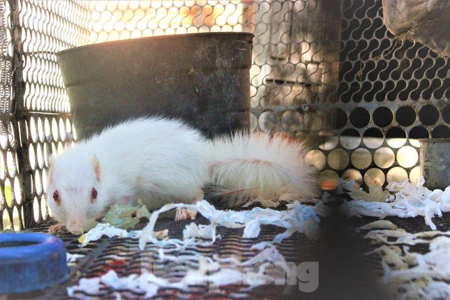 Do xo xem soc trang nhu tuyet, mat do cuc hiem-Hinh-2