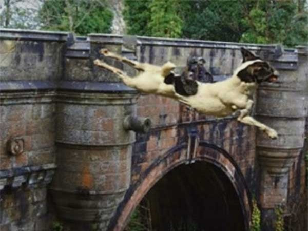 Giải mã cây cầu bí ẩn khiến cho loài chó cứ đi qua là muốn tự tử ảnh 8 Giải mã cây cầu bí ẩn khiến cho loài chó cứ đi qua là muốn tự tử ảnh 8