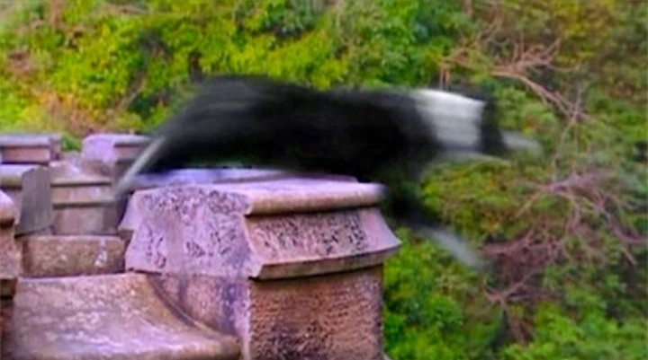 Giải mã cây cầu bí ẩn khiến cho loài chó cứ đi qua là muốn tự tử ảnh 1 Giải mã cây cầu bí ẩn khiến cho loài chó cứ đi qua là muốn tự tử ảnh 1