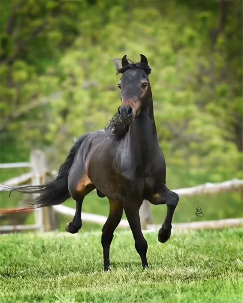 Giải mã cây cầu bí ẩn khiến cho loài chó cứ đi qua là muốn tự tử ảnh 2