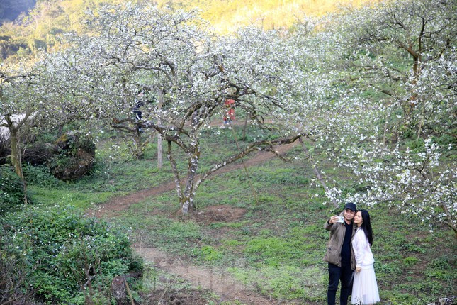 Thung lũng mận Nà Ka, Mộc Châu là nơi có nhiều hoa nhất, với diện tích hơn 100ha.