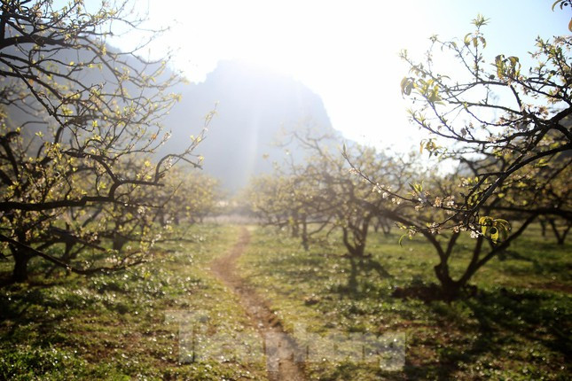 Năm nay, hoa mận ở Mộc Châu nở sớm hơn so với mọi năm, hoa còn tập trung nhiều tại thung lũng Mu Náu.