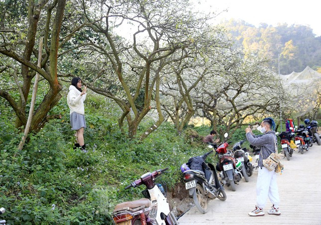 br/> Vì thế thời điểm này, rất đông bạn trẻ đã đổ về cao nguyên Mộc Châu để du lịch và thưởng hoa. 