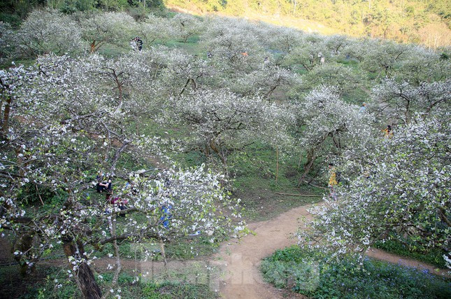 Hiện tại, nơi đây đang là điểm thu hút rất đông du khách ở khắp nơi nô nức kéo về nhìn ngắm vẻ đẹp của hoa mận khoe sắc đầu xuân.