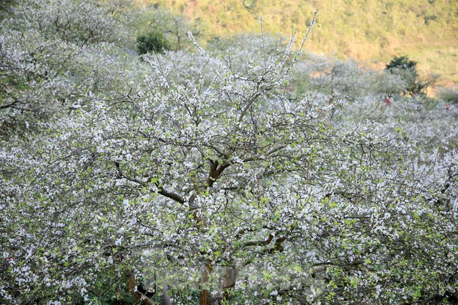 Hoa mận thường bắt đầu nở từ khoảng giữa tháng 1 dương lịch và nở rộ vào cuối tháng cho đến đầu tháng 2 hàng năm. Mùa hoa sẽ kéo dài trong vòng 2 -3 tuần.