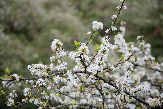 Màu hoa trắng tinh khôi của hoa mang lại cho mọi người cảm giác mộc mạc, yên bình.