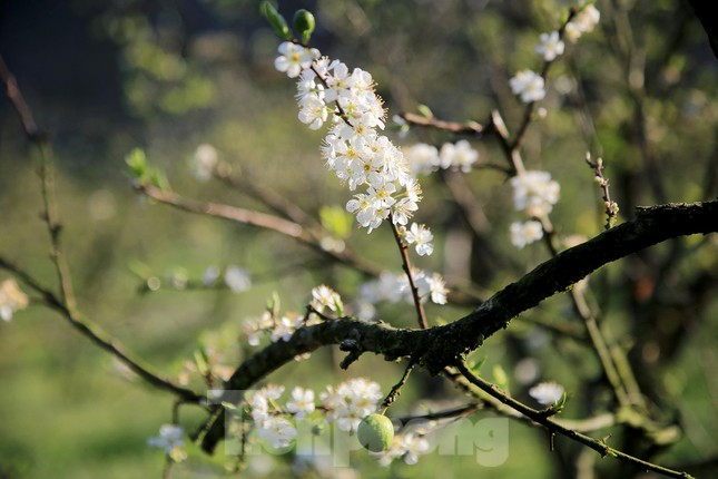 Hoa mận trắng tinh khiết nhụy vàng bung nở giữa mùa đông lung linh và nhẹ nhàng trong nắng sớm, mùa hoa mận nở đẹp nhất chỉ kéo dài khoảng 2 tuần.