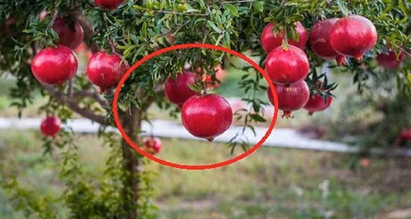 Trong 6 loai cay nay truoc nha, tien bac sinh soi, con chau phu quy