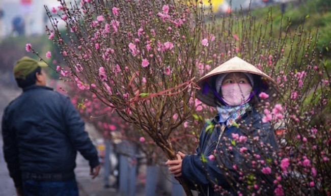 Vào dịp Tết, trang trí nhà cửa bằng một cành đào có thể xua đuổi ma quỷ, mang đến cho con người cuộc sống hạnh phúc, bình an. Giá của loại hoa này vào khoảng 200.000 đồng/cành và từ 500.000 đồng/cây.