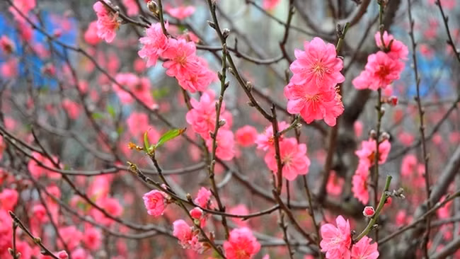 Hoa đào được coi là "linh hồn" của mùa xuân xứ Bắc, đào giúp căn nhà tràn đầy sức sống, dễ đem lại may mắn, thịnh vượng và thành công cho gia chủ.