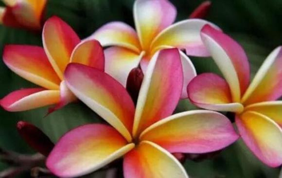 Họ sẽ mang lại cho mình một trạng thái tốt. Họ là những người có công danh phú quý cả đời. Đa số họ là những người có thể lấy người giàu có, thông minh có thể trở thành hỗ trợ của chồng, cả đời phải giàu sang. Bài viết chỉ mang tính chất tham khảo, chiêm nghiệm.