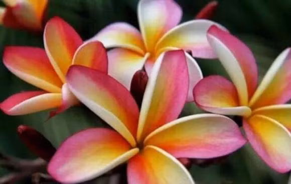 Họ sẽ mang lại cho mình một trạng thái tốt. Họ là những người có công danh phú quý cả đời. Đa số họ là những người có thể lấy người giàu có, thông minh có thể trở thành hỗ trợ của chồng, cả đời phải giàu sang. Bài viết chỉ mang tính chất tham khảo, chiêm nghiệm.