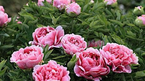 Tháng 7 âm lịch. Phụ nữ sinh vào tháng 7 âm lịch có chỉ số thông minh cao hơn những người phụ nữ khác, tính kiên trì đáng khâm phục, dường như không ai có thể đánh bại được.