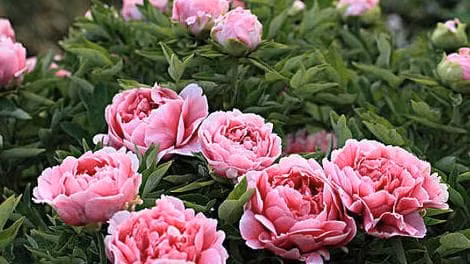 Tháng 7 âm lịch. Phụ nữ sinh vào tháng 7 âm lịch có chỉ số thông minh cao hơn những người phụ nữ khác, tính kiên trì đáng khâm phục, dường như không ai có thể đánh bại được.