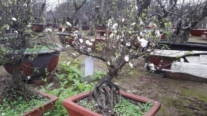 Không phải mai vàng, đây mới là loài mai quốc hồn quốc tuý Khong phai mai vang, day moi la loai mai quoc hon quoc tuy