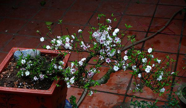 Khong phai mai vang, day moi la loai mai quoc hon quoc tuy-Hinh-2