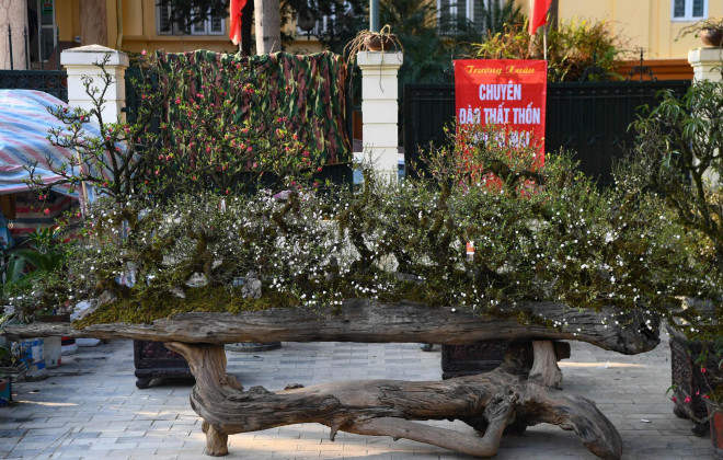 Khong phai mai vang, day moi la loai mai quoc hon quoc tuy-Hinh-5