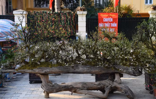 Khong phai mai vang, day moi la loai mai quoc hon quoc tuy-Hinh-5