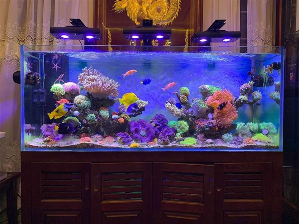 Lợi ích không ngờ khi nuôi cá cảnh trong nhà ảnh 4