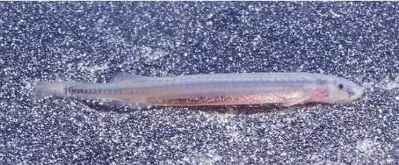 Ca sieu ac, thich chui vao vung kin co the nguoi-Hinh-3