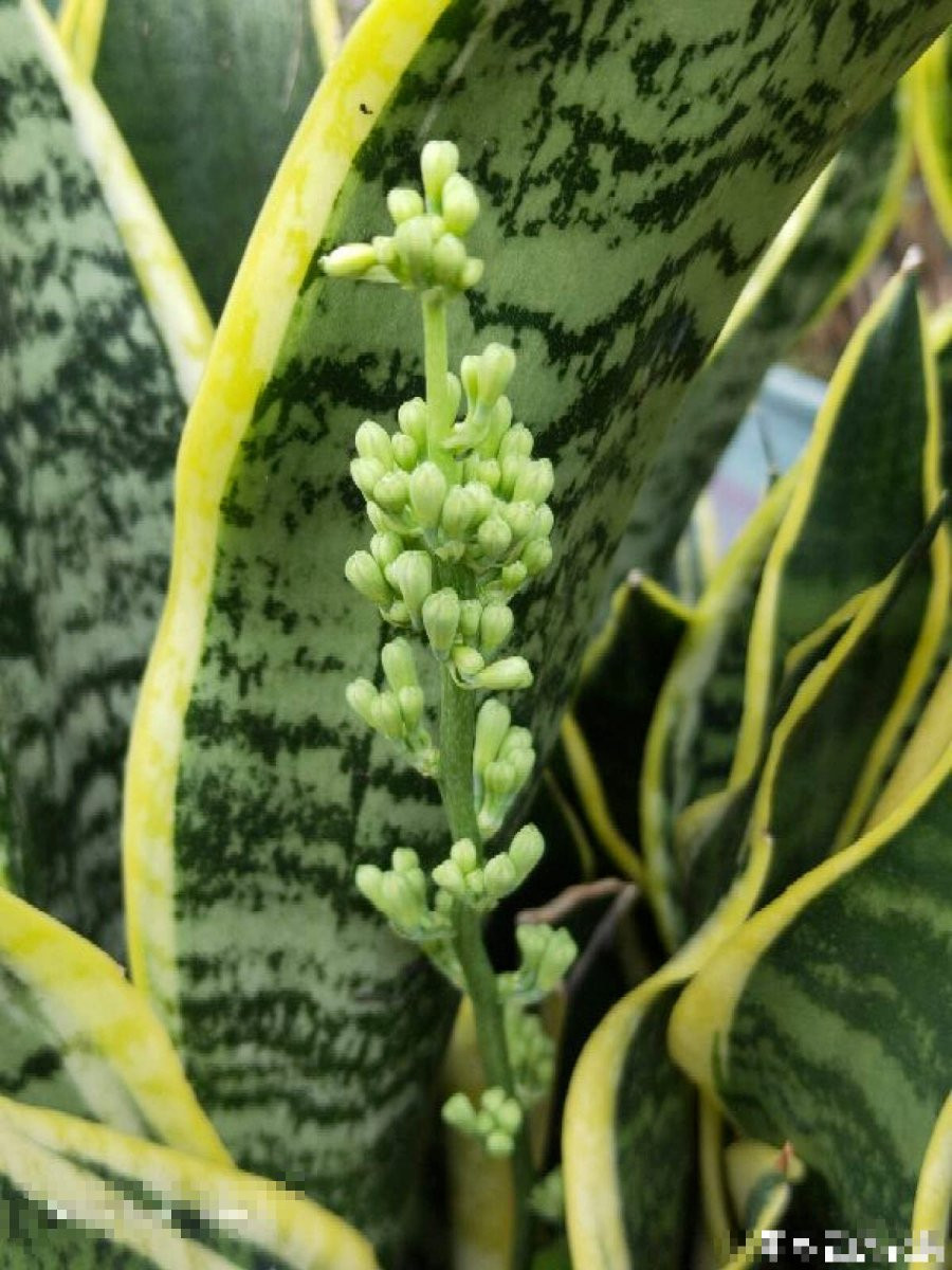 Lưỡi hổ. Nếu bạn có một cây lưỡi hổ "lớn tuổi" đã trồng hơn 5 năm thì có thể sẽ có cơ hội ngắm chúng nở hoa. Tuy nhiên, muốn đợi cây cảnh này nở hoa phải chờ cho đến tháng 11.