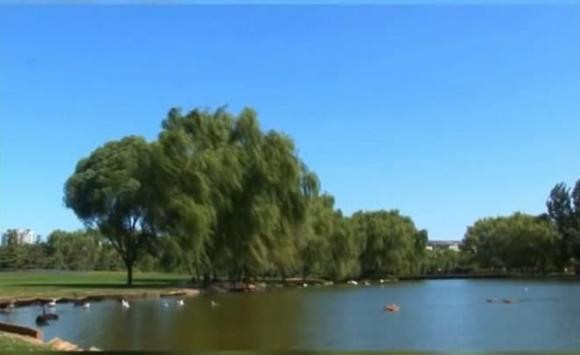 Truong Thiet Lam gay tranh cai vi livestream ban chu thu phap gia tram trieu-Hinh-6