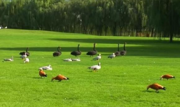 Truong Thiet Lam gay tranh cai vi livestream ban chu thu phap gia tram trieu-Hinh-5