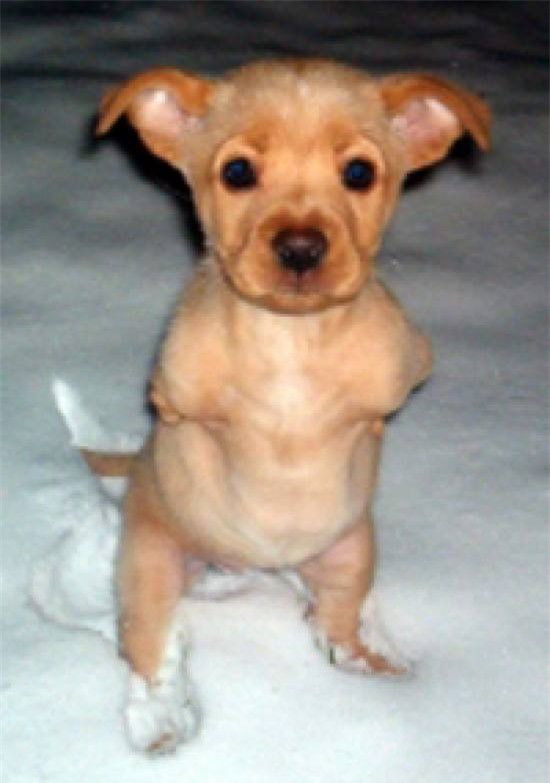 Cô chó 2 chân dạy cả thế giới bài học nghị lực phi thường ảnh 1 Cô chó 2 chân dạy cả thế giới bài học nghị lực phi thường ảnh 1