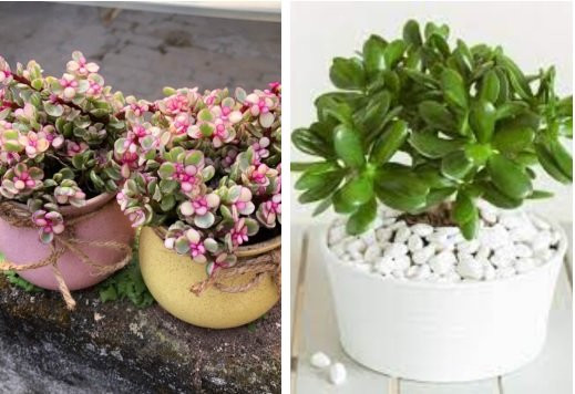 Dip Tet cu chon 6 cay canh nay ma choi: Cang trong cang phu quy