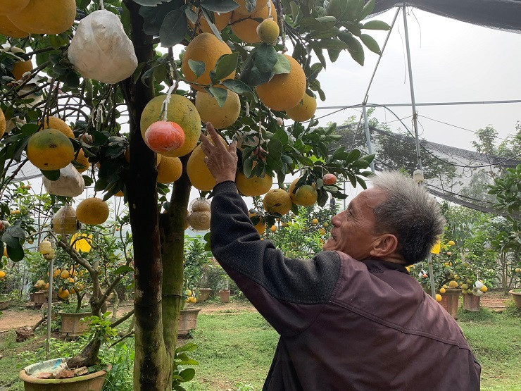 Lão nông biến hoá một cây mọc ra 10 loại quả bán Tết ảnh 1