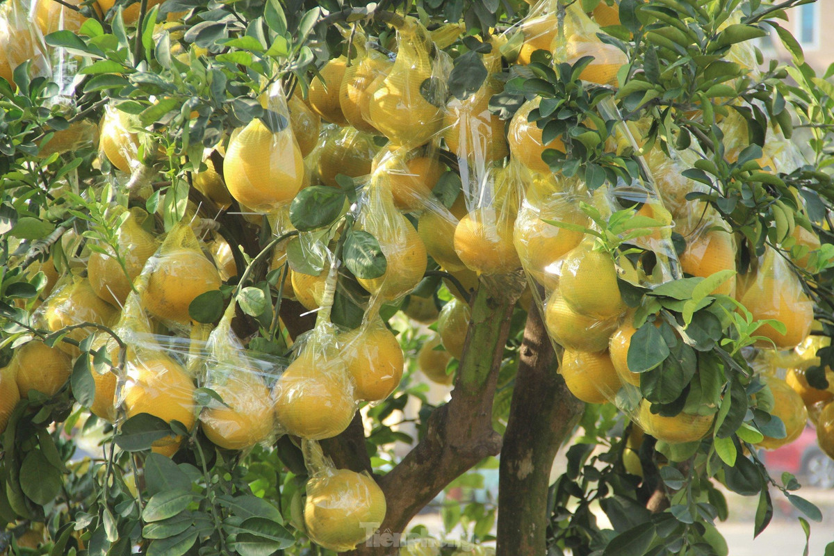 br/> Trong quá trình di chuyển, quả cũng sẽ được bọc bao, dán băng dính chặt vào nhau để tránh làm gãy cành, rụng quả.