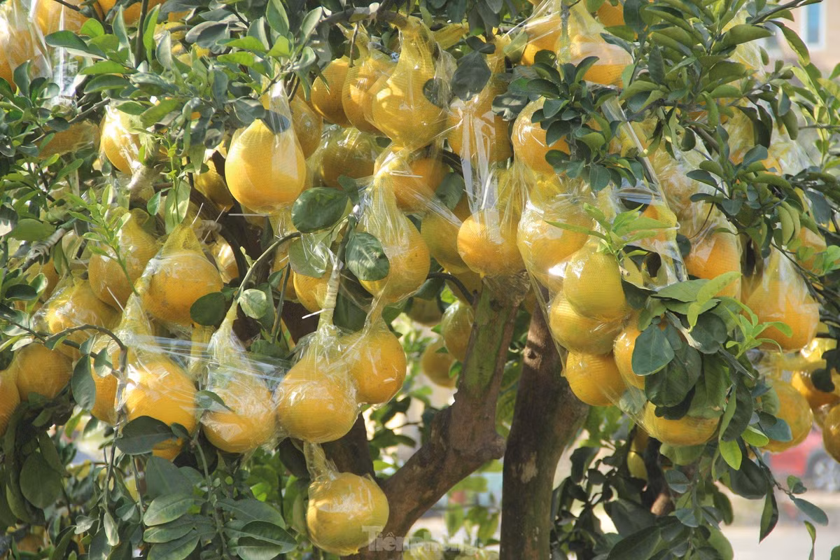 br/> Trong quá trình di chuyển, quả cũng sẽ được bọc bao, dán băng dính chặt vào nhau để tránh làm gãy cành, rụng quả.