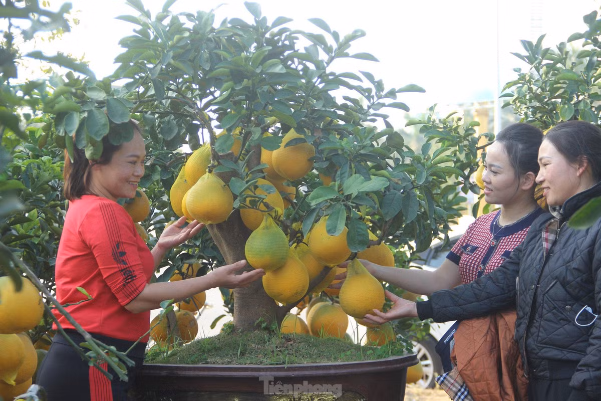 Buoi vang ruc qua, gia hang chuc trieu dong hut khach dip Tet-Hinh-2