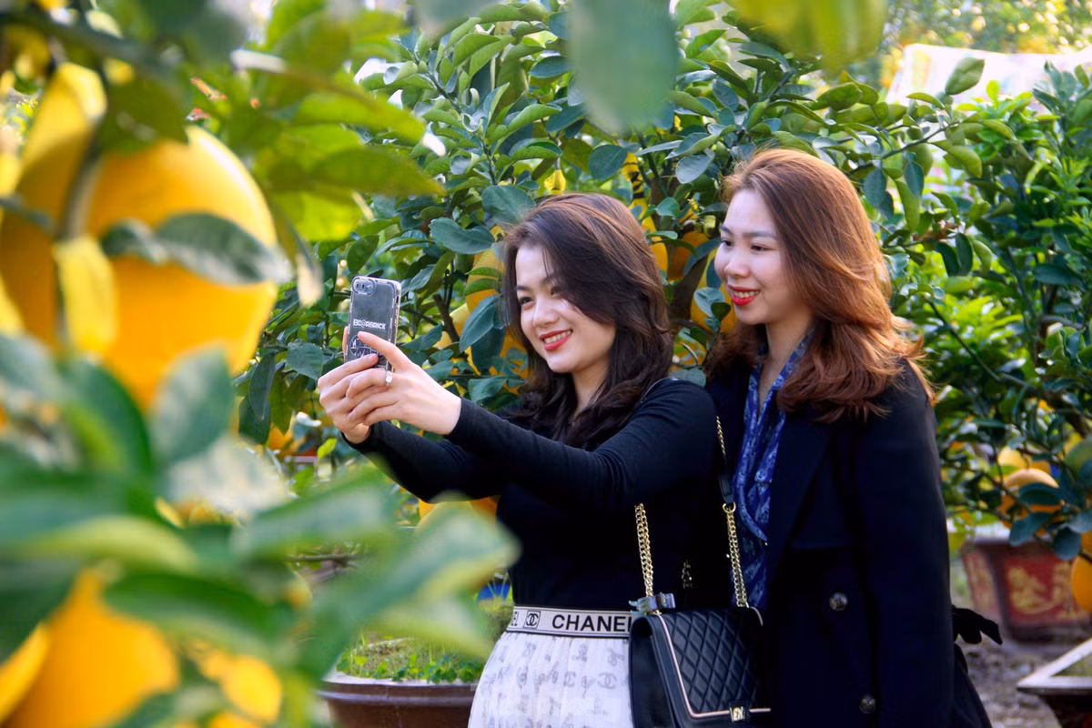 br/> Được đánh giá là vườn bưởi Diễn đẹp nhất hiện nay tại thành phố Vinh, bởi thế đây cũng là địa điểm lý tưởng để nhiều người tìm đến chơi, ngắm bưởi và check-in. 