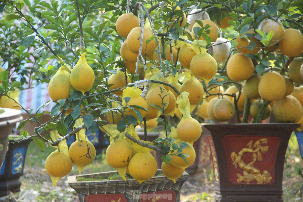 br/> Nhiều cây bưởi Diễn vàng óng quả, lủng lẳng dưới gốc.