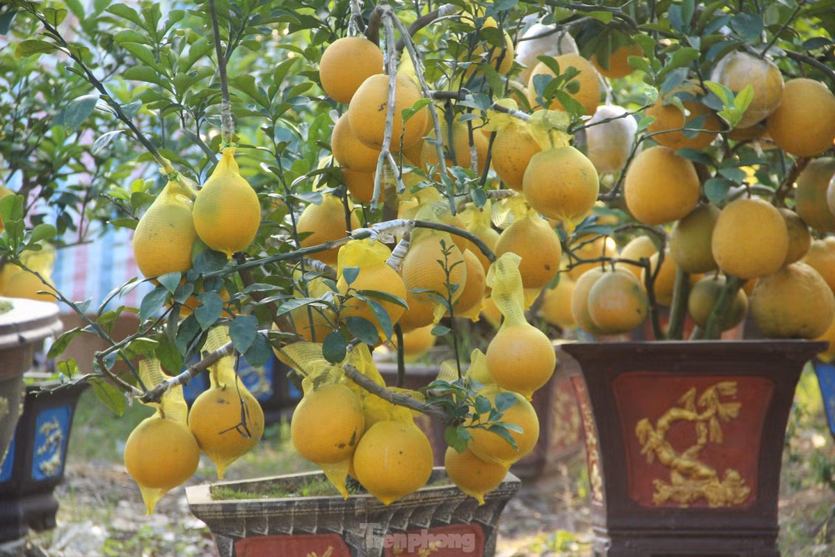 br/> Nhiều cây bưởi Diễn vàng óng quả, lủng lẳng dưới gốc.