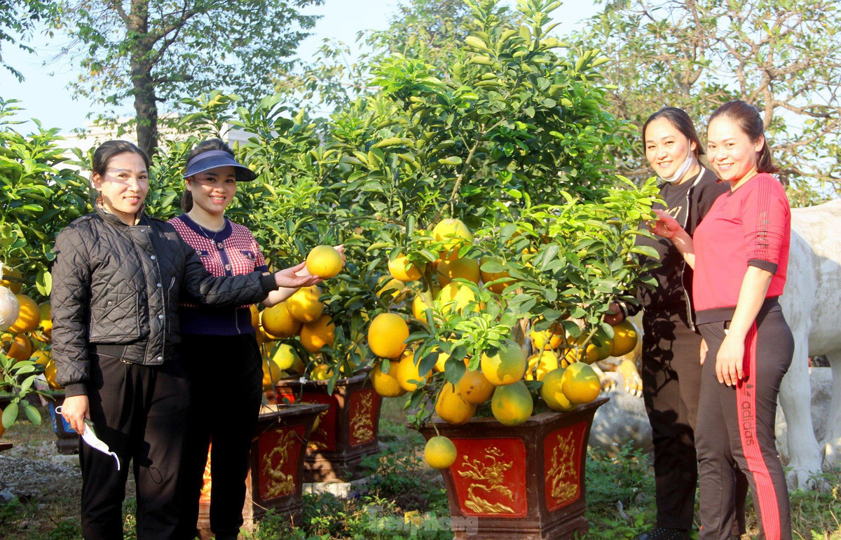 br/> Đối với những cây bưởi Diễn loại 2 có kích thước nhỏ hơn loại 1, tuy nhiên sở hữu gốc to, nhiều quả, nhiều lộc, được bỏ sẵn trong chậu và đôn lên cao, được bán với giá từ 5 - 7 triệu đồng. Thấp nhất cũng có giá từ 2 - 3 triệu đồng.