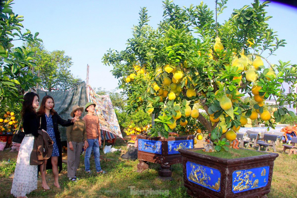 br/> Đây là năm thứ 6 anh Quân bán bưởi Diễn. Năm nay, vườn bưởi của anh có hơn 200 gốc, đủ kiểu dáng, kích thước với giá bán từ vài triệu đến vài chục triệu đồng mỗi cây.