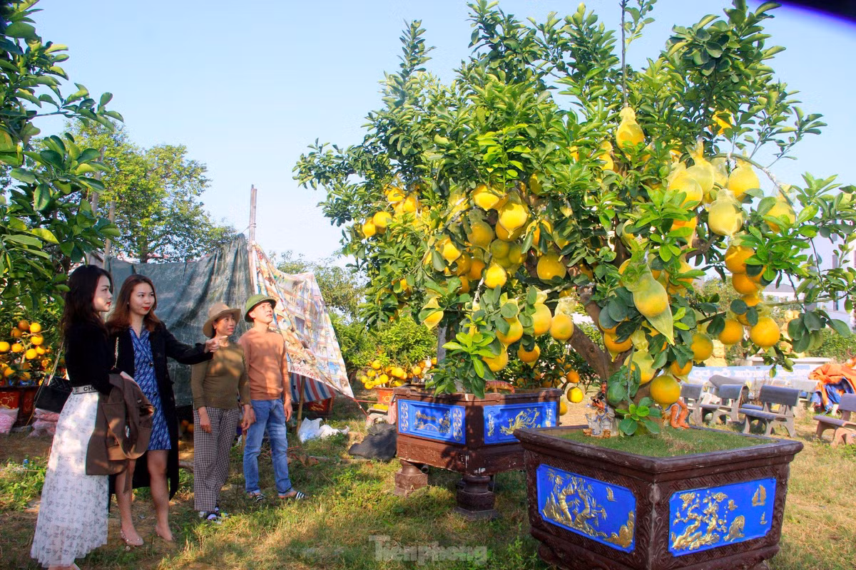 br/> Đây là năm thứ 6 anh Quân bán bưởi Diễn. Năm nay, vườn bưởi của anh có hơn 200 gốc, đủ kiểu dáng, kích thước với giá bán từ vài triệu đến vài chục triệu đồng mỗi cây.